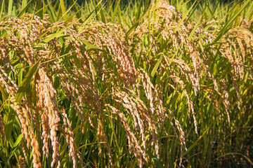 収穫の秋の稲穂