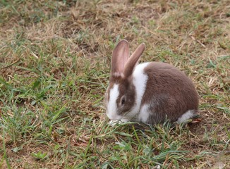 rabbit with long ears and a shiny coat