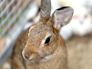 rabbit inside the Warren farm