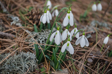 Forest flowers