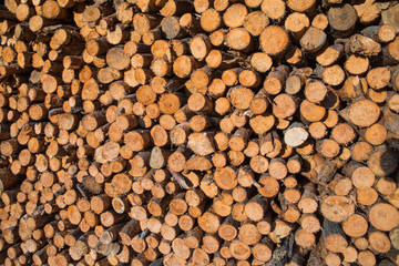 pile of wooden logs