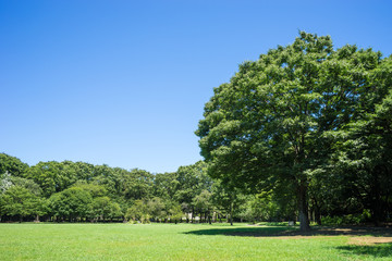 Summer Kinuta Park