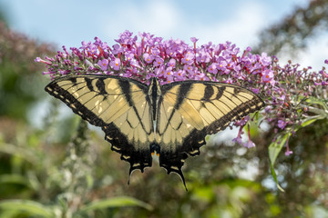 Swallowtail butterflies