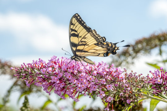 Swallowtail butterflies