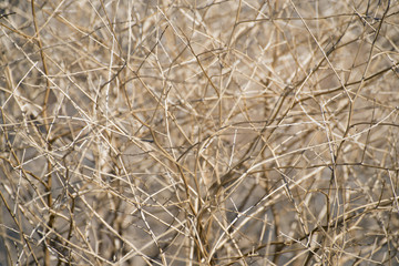  dry bush