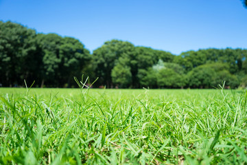 Lawn of Kinuta Park