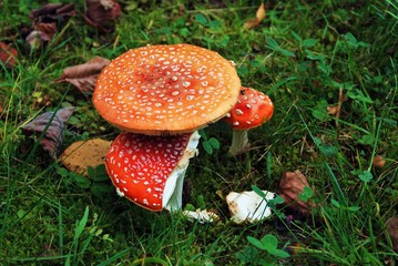 Poisonous mushrooms in the forest.