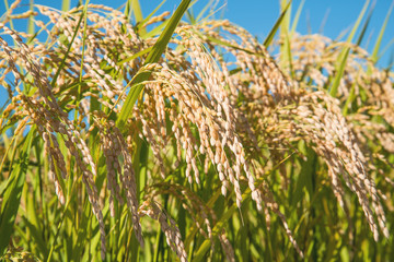 収穫の秋の稲穂