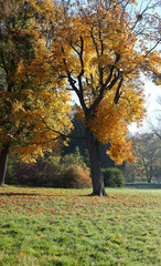 gold autumn tree on green glade
