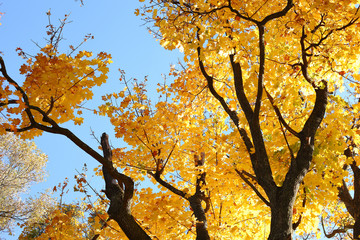 old yellow tree and sky