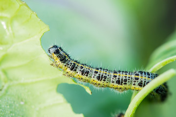 Pieris brassicae caterpillar pest eating leaf, critter called ca