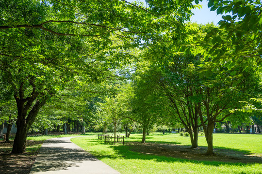 Summer Kinuta Park