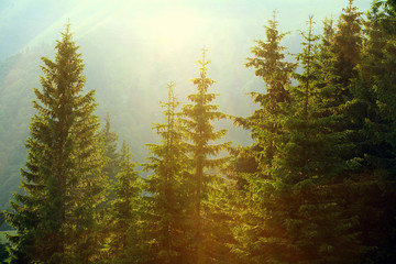 Fototapeta premium Sunlight in spruce forest in the fog on the background of mounta