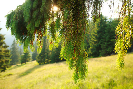 Fototapeta Close-up landscape mountain forest at sunset