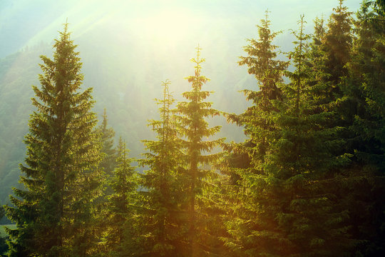 Fototapeta Sunlight in spruce forest in the fog on the background of mounta