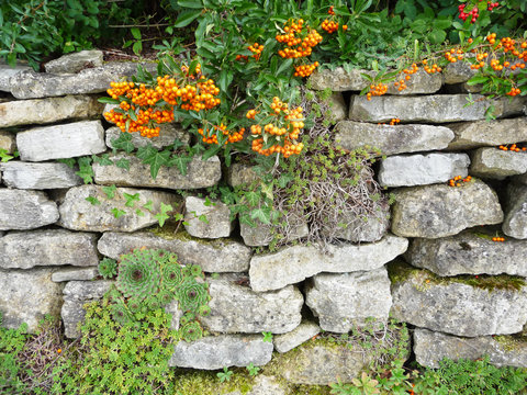 Natursteinmauer als Lebensraum, Steingarten, Sempervivum, Sedum, Eselsohren, Wollziest (Stachys Byzantina), Filziges Hornkraut, (Cerastium Tomentosum, Vogelbeere, Feuerdorn-Hecke, Vogelfutter