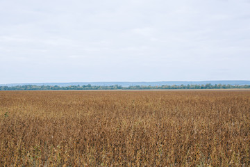 Soy beans in the field almost ready to harvest