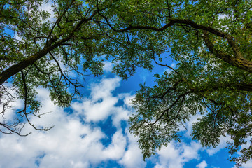 Under green leaves tree, view of the sky