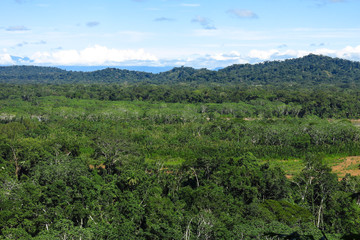 Fototapeta na wymiar Amazon forest