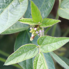 pianta di soia in fiore