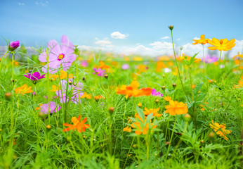 galsang flower blooming