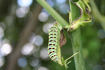 bruco che si nutre su di una pianta