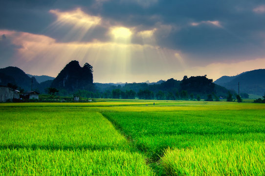 Rice fields in LangSon of northwest vietnam.