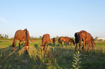 Horse herd in green field