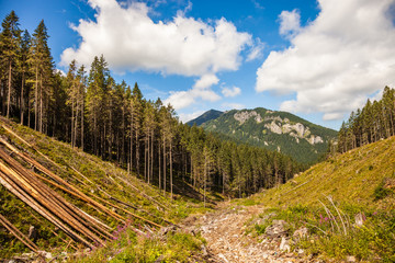 Disease and deforestation along the mountain slopes in Tatras, Poland.