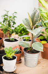 Obraz premium balcony garden 