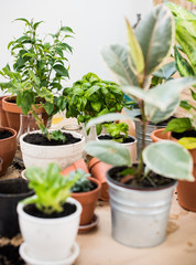 Fototapeta premium balcony garden 