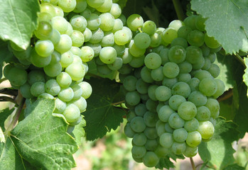 Grüne Weintrauben am Stock