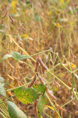 pianta di soia in autunno