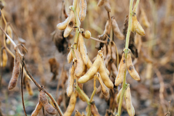 Soy beans in the field almost ready to harvest