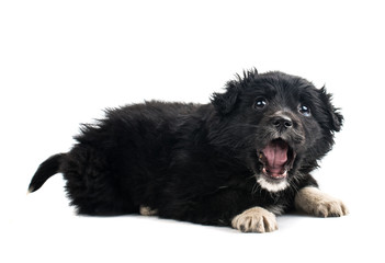 black puppy