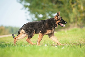 German shepherd dog running trot