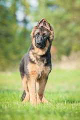 German shepherd dog