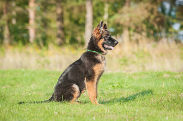 German shepherd dog on the obedience training