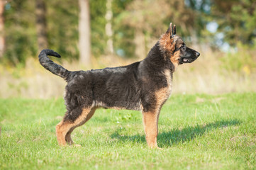 German shepherd dog protecting the yard