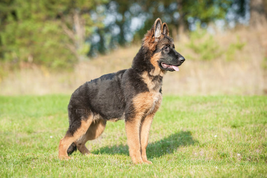 German Shepherd Images – Browse 134,341 Stock Photos, Vectors, and Video | Adobe Stock German Shepherd Images – Browse 134,341 Stock Photos, Vectors, and Video | Adobe Stock