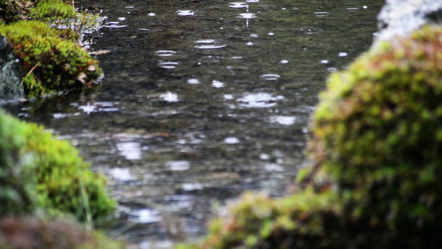 A pond at traditional Japanese garden in the rain in Toufuku-ji in Kyoto, Japan -tilt up-
