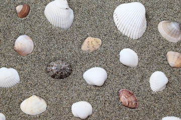 貝殻のテクスチャ／「海イメージ」や「夏イメージ」の背景用素材として使用できる写真です。