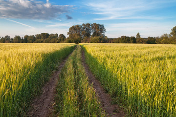 road in the field