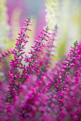 Obraz premium Heather flowers