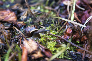 Snail