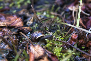 Naklejka na ściany i meble Snail on leaves and moss