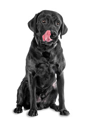A dog licking and waiting for a treat, isolated on white