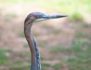 Héron pourpré - ardea purpurea - en gros plan