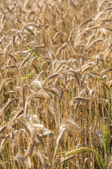 golden wheat in a farm field