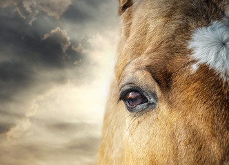 Horse eye and skies